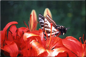 Butterfly on lilies