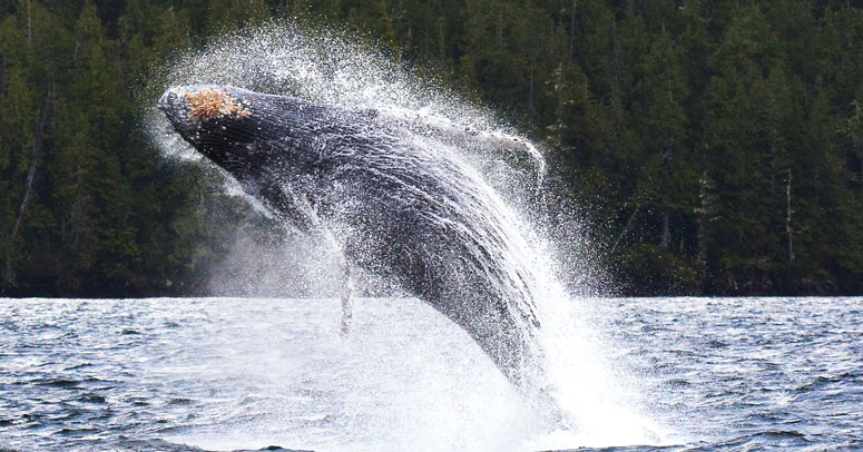 Breeching humpback whale photo by Philip Stone