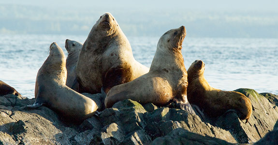 Sea Lions Discovery Islands, BC