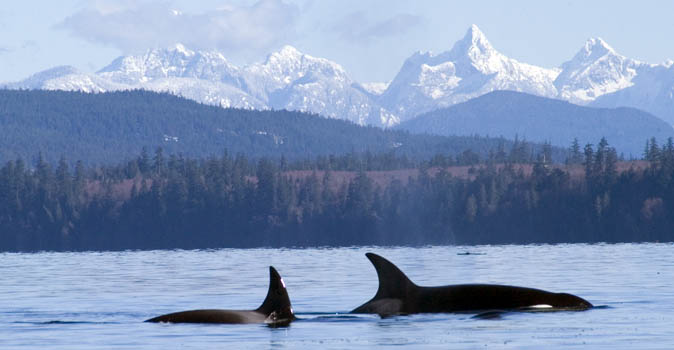 Orcas in Sutil Channel, Quadra Island