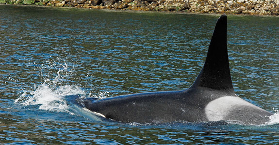 Orca in Nodales Channel Discovery islands, BC